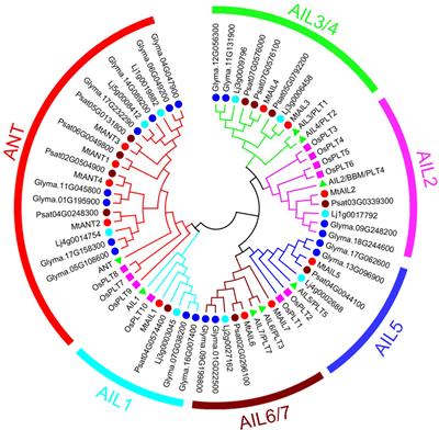 Genome-wide characterization of AINTEGUMENTA-LIKE family in Medicago truncatula reveals the significant roles of AINTEGUMENTAs in leaf growth